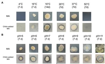 Genomic analysis and chitinase characterization of Vibrio harveyi WXL538: insight into its adaptation to the marine environment